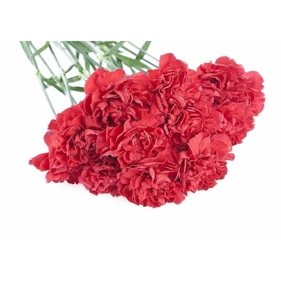 KaBloom : Fall Collection-Bouquet of 12 Red Carnations, Next-Day Delivery, Gift of Fresh Flowers for Every Occasion.
