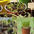 thumbnail image 5 of GoXteam 200 Pcs 6" Plastic Plant Nursery Seed Starting Pots Nursery Pots for Succulent Seedling Cutting Transplanting, Plastic Plant Pots, Planter Nursery Pots, Seed Starting Pots, 5 of 7