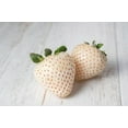thumbnail image 5 of 110 seeds| White Strawberry Seeds- Authentic Seeds ~ GMO Free ~ Seeds~Flower seeds~ Vegetable seeds~ Asian Garden~ Flowers~ Herbs B5G1, 5 of 5