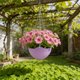 thumbnail image 4 of CaiYueKe Self Watering Hanging Planter with Drainage Holes and Chain, Plastic Plant Pots for Indoor Outdoor Garden, Flower Pot Container for Succulents Herbs, 4 of 7