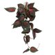 thumbnail image 5 of Forma Realista de Ratán Simulada, Planta Colgante, Decretación de Vid falsa para Peceras, Cajas de Reptiles y Acuarios, Adecuada para decoración de reptiles, respetuosa, 5 of 7