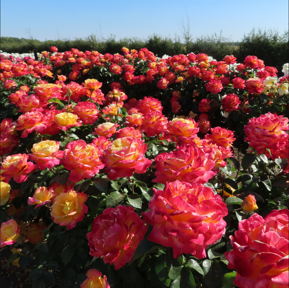 Love Peace Rose Plant Live, Fragrant Hybrid Tea Rose Flowers Well Rooted Plant for Planting Indoor Outdoor, 4 to 8 Inch Tall, Ship No Pot