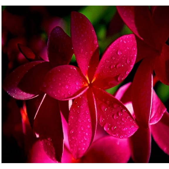 Hawaiian Tropical Red Frangipani Plumeria Plant Cutting Full Sun 1 Pk