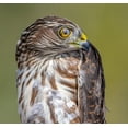 thumbnail image 2 of Sharma, Abhinav 16x15 White Modern Wood Framed Museum Art Print Titled - Hawk-Eye, 2 of 4