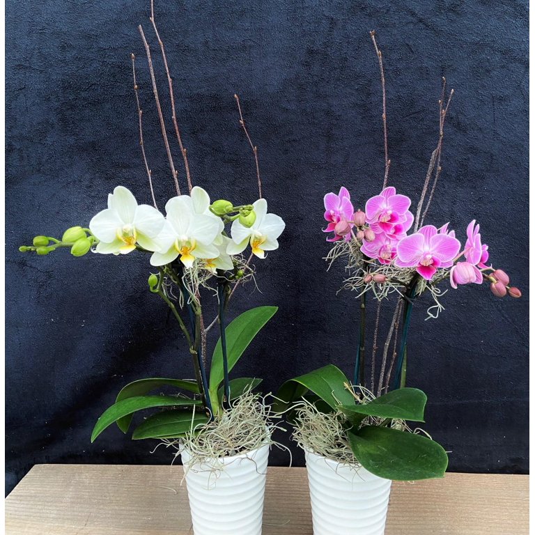 Moth Orchid-Phalaenopsis-Air Purifying Indoor Plant 4" Pot - Walmart.com