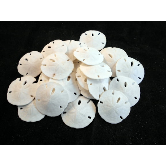 Set of 50 Small White Florida Sand Dollars (3/4" - 1" / 19-26 mm) Beach Wedding Crafts Beach Decor Wedding Invitations