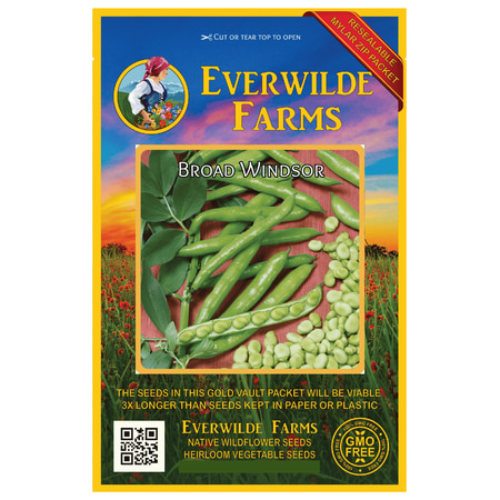 Everwilde Farms - 40 Broad Windsor Fava Bean Seeds - Gold Vault Jumbo Bulk Seed