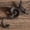 M, variant on Upgraded Iron Birds Hook Village Style Fence Decoration Practical Hook M