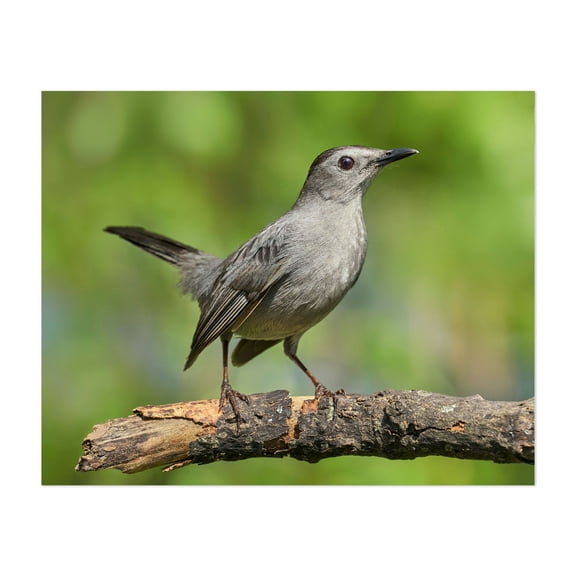 Gray Catbird   Dumetella carolinensis - Photography Bird Wildlife Nature Animal Woodland Scenic Forest Unframed Wall Art Print 6 x 8 inches