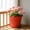Red, variant on Thickened Flower Pot, Sturdy Ceramic Texture Plants Vessel for Household Balcony Patio Landscaping Garden Decor Plants Container