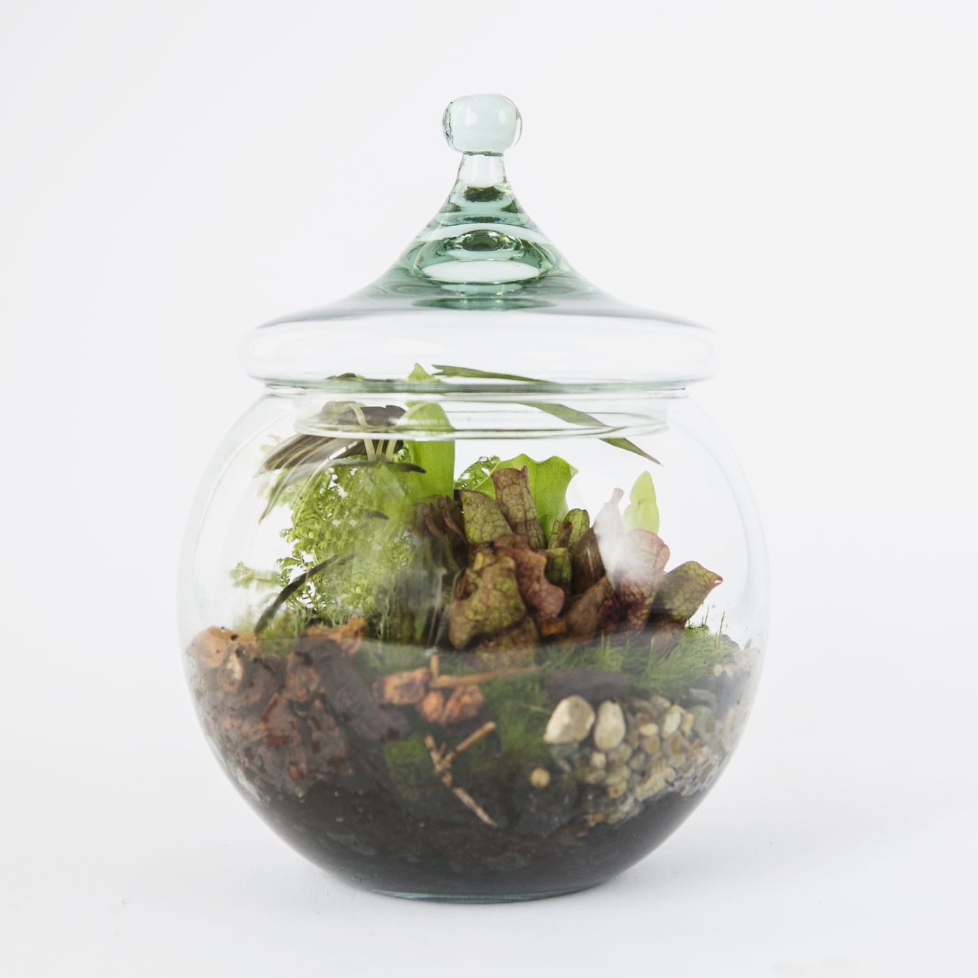 Envelor Home And Garden Hanging Terrarium Diy Kit Thick Glass Terrarium Container With Container For Succulent Cacti Air Fern Plants Moss Garden Gift Succulent Planter Kit No Plants Included Walmart Com