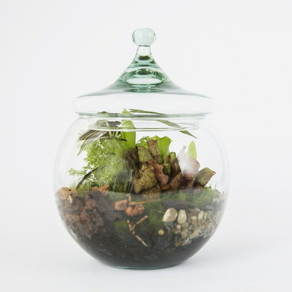 Envelor Home and Garden Hanging Terrarium DIY Kit Thick Glass Terrarium