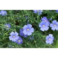 thumbnail image 6 of Seedville 100 Blue Flax Flower Seed Attracts Bees, Birds, Butterflies, 6 of 11