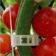 thumbnail image 5 of 50 unids / set clips de soporte de plantas de plástico reutilizables plantas colgantes vid jardín invernadero verduras tomates Clip GeweYeeli JJ25844-00, 5 of 7