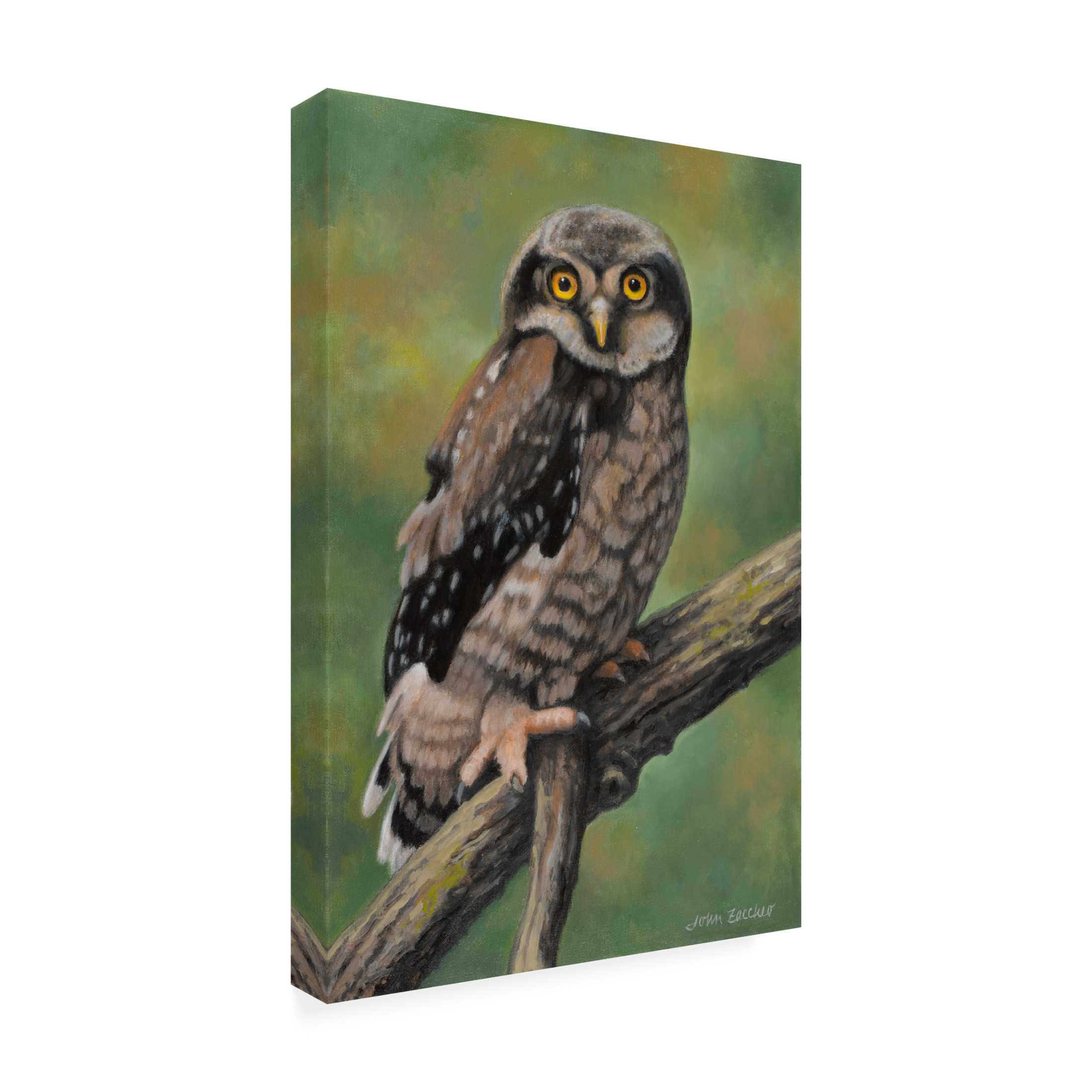 Canvas Wall Art - John Zaccheo 'Northern Hawk Owl' Wall Art for Living Room, Bedroom, or Office Décor by Trademark Fine Art - 30 x 47 Inches