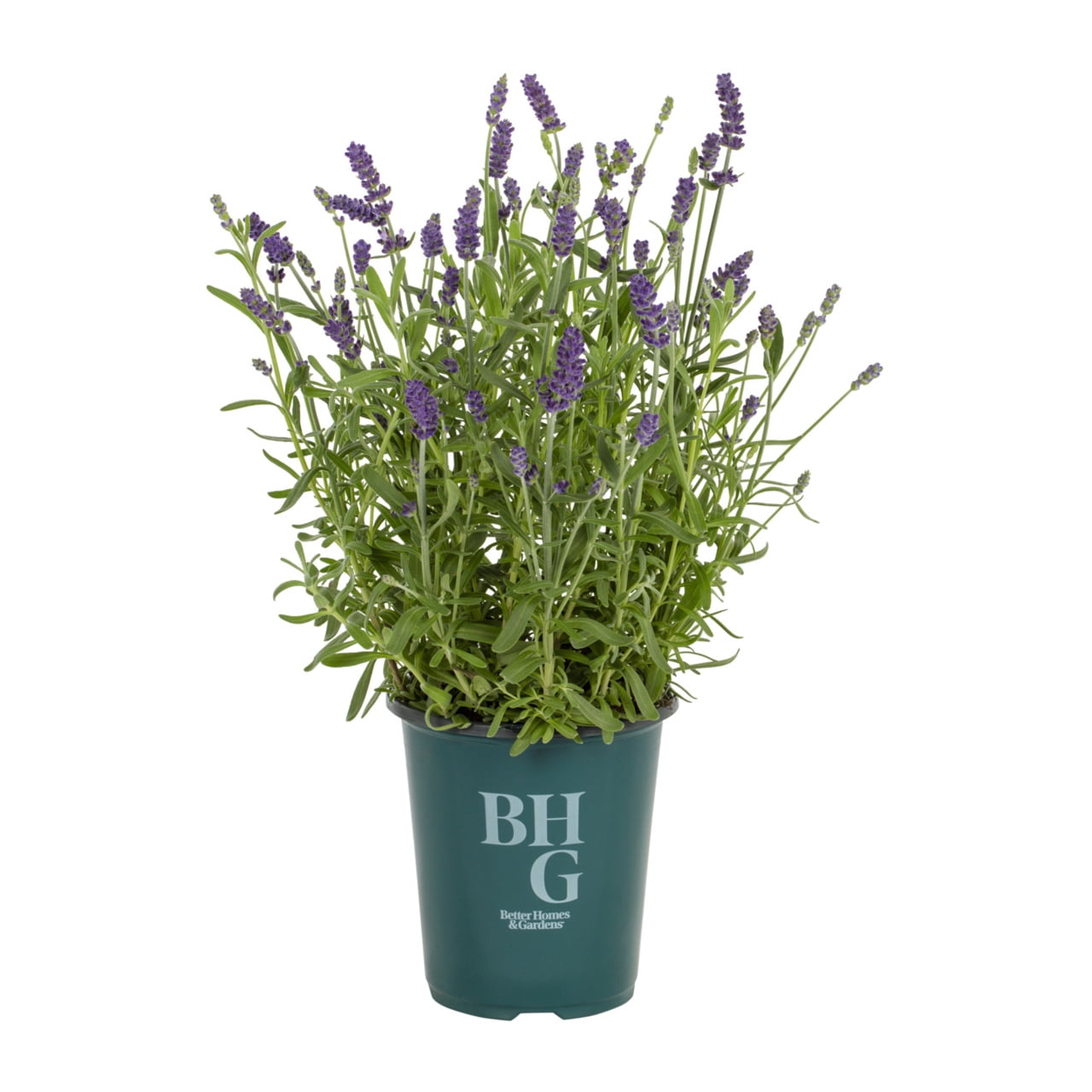 Better Homes & Gardens 1.5PT Lavender Live Perennial Plant Sun 5-Pack