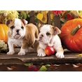 thumbnail image 1 of Andrews + Blaine Puzzle de calabazas y cachorros (1000 piezas) Andrews + Blaine 811770029890, 1 of 1