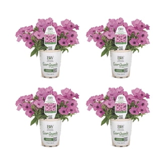 RURUNINA(プロフ必読)１００個 Petunia | Supertunia® Hoopla® Vivid Orchid™ | Proven Winners