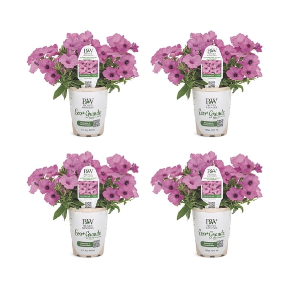 Proven Winners 4" Purple Supertunia Vista Jazzberry Petunia Live Plant in 4.25" Pot (4 Count)