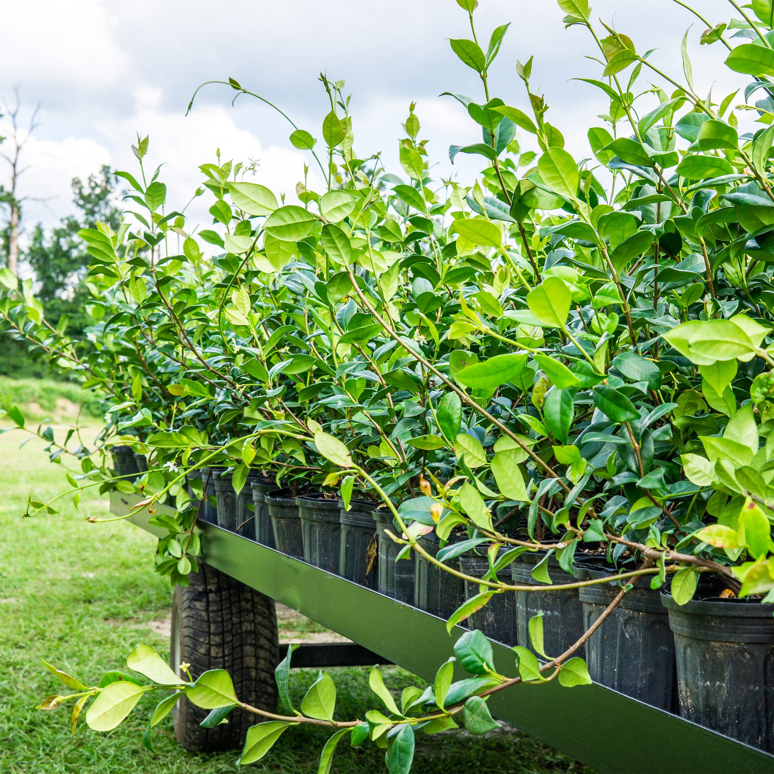 Buy 1 Gal. Confederate Jasmine Fragrant Blooms Beautiful Vining