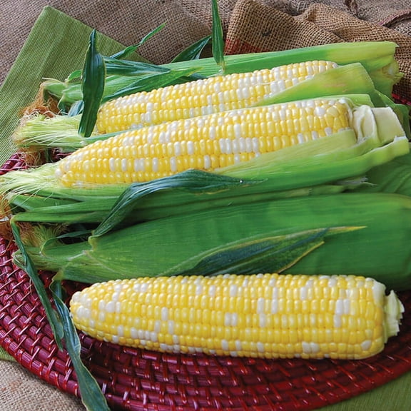 Harris Seeds Sweet Corn Temptress F1, 250 Count