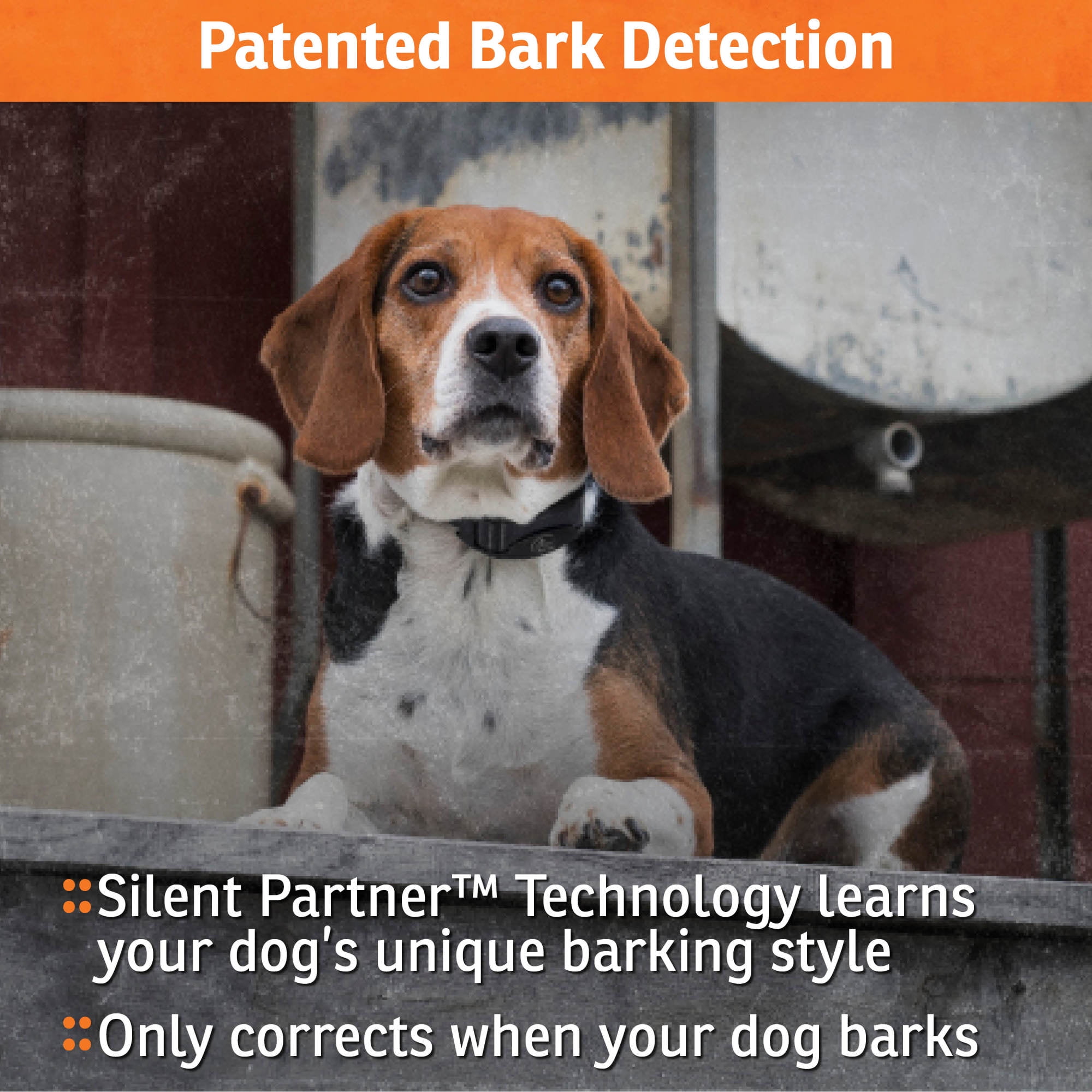 (2 pack) SportDOG Brand NoBark 10 Collar - Rechargeable Bark Collar, Waterproof, Black