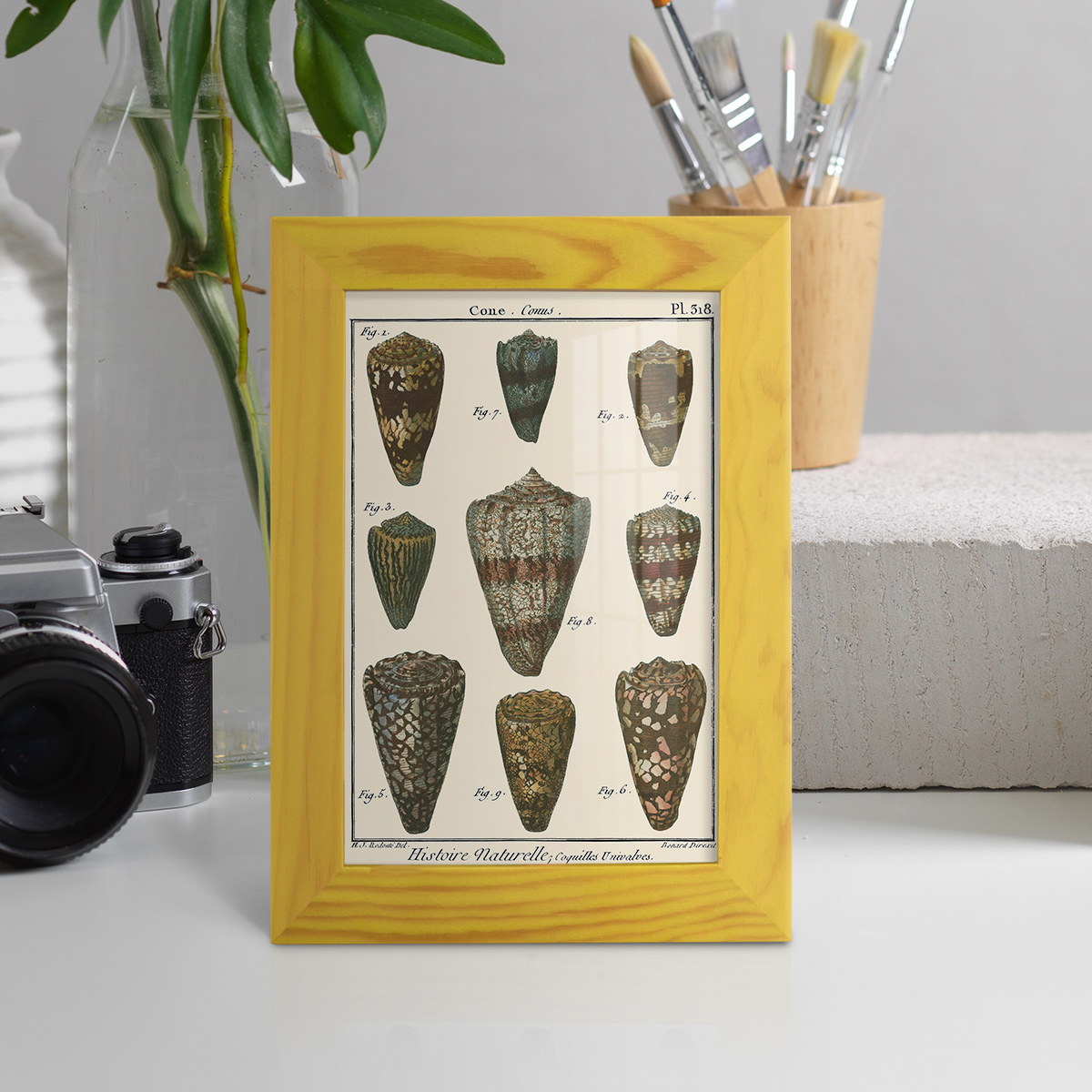 Cone Shell pl. 318 -Framed Print w/glass-Sunflower Yellow