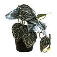 thumbnail image 2 of Pklyzj Clearance Simulation Fittonia Verschaffeltii Pot Home Living Room Decoration Pot Fresh Small Green Plant Fake Plants Grocery & Essentials, 2 of 6