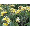 thumbnail image 3 of Hawaiian Live Yellow Plumeria Plant Cutting - Frangipani 11 in Long Unrooted - Full Sun, 3 of 6