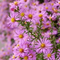 Pink Aster Perennial Plant Live, 4-8 inches, Hardy Pink Aster Perennial Live Plant for Gardern