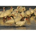 thumbnail image 2 of Illg, Cathy and Gordon 18x13 White Modern Wood Framed Museum Art Print Titled - FL, Palm Beach Co, White ibis flock bathing, 2 of 4