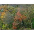 thumbnail image 2 of Fitzharris, Tim 32x25 White Modern Wood Framed Museum Art Print Titled - Oak-hickory Woodlands-Ozark National Forest-Arkansas, 2 of 4