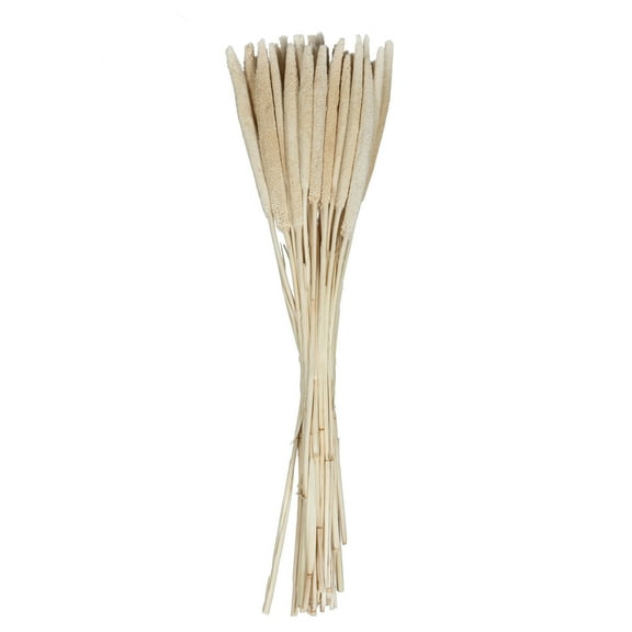 Vickerman Natural Botanicals 24" Babala Bleached. Includes 50 pieces per unit.
