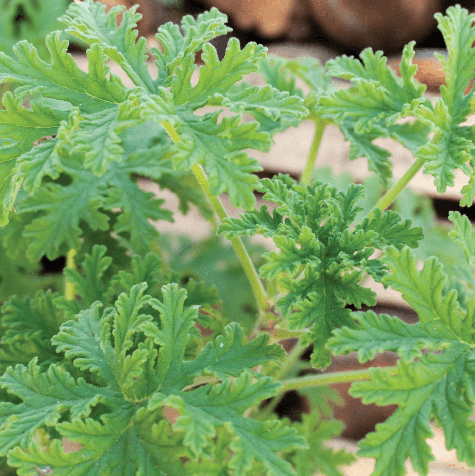 Lemon Scented Geranium Live Plant, 4–6 Inch Tall, Fragrant Pelargonium Lemonii, Aromatic Foliage for Indoor Outdoor Containers
