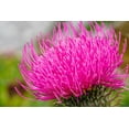 thumbnail image 3 of Seedville 100 Organic Blessed Milk Thistle Flower Seeds, Attracts Hummingbirds, 3 of 11