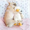 thumbnail image 2 of Pato de peluche grande para perro, 15 pulgadas, juguete chirriante para mascotas, lindo cachorro, amigo patito, 2 of 5