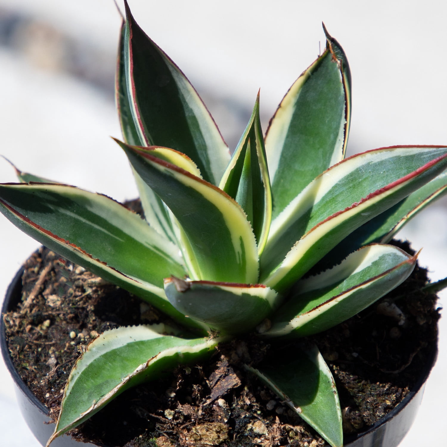 Altman Plants Striped Rare Agave 'Snowglow' Uncommon & Unique Succulent in 3.5" Grower Pot
