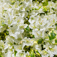 thumbnail image 2 of White Bougainvillea Plant Live, Flowering Bougainvillea Vine, Grow in Pot, Hanging Basket 4-8'' Tall, 2 of 6
