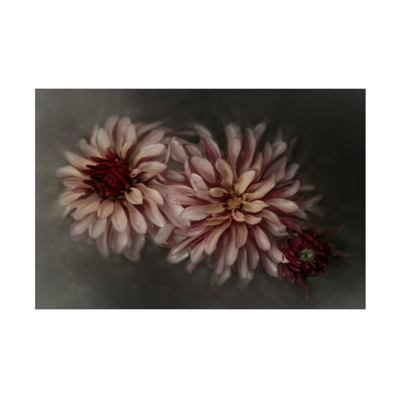 Canvas Wall Art - Gilbert Claes 'Dahlia Family' Wall Art for Living Room, Bedroom, or Office Décor by Trademark Fine Art - 19 x 12 Inches