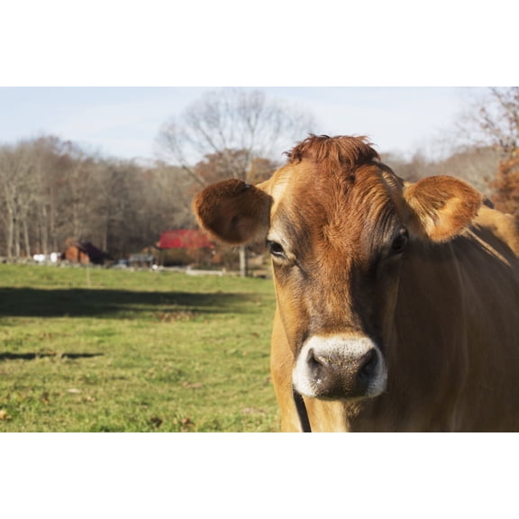 Jersey cows in autumn pasture Baldwin Brook Farm Canterbury Connecticut United States of America Canvas Art - Lynn Stone Design Pics (19 x 12)