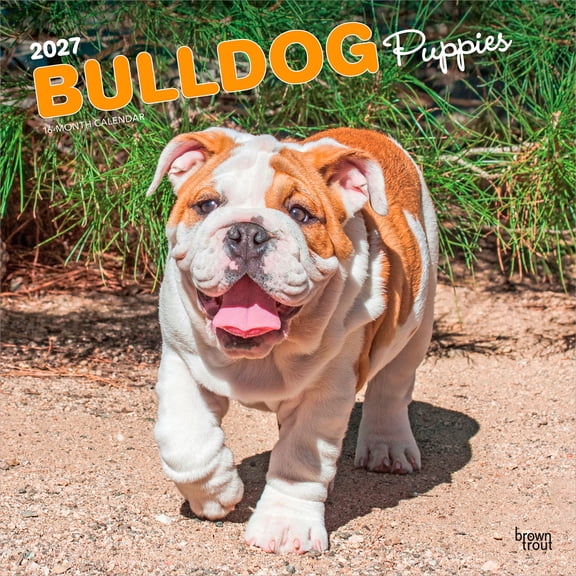 Bulldog Puppies | 2027 12x24" (Hanging) Wall Calendar | Plastic-Free | BrownTrout