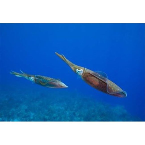 Danita Delimont PDDCA42PSO0083 Cayman Islands Caribbean Reef Squid Marine Life Poster Print by Paul Souders, 26 x 18
