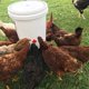 thumbnail image 4 of Bebedero automático para aves de corral, montaje lateral Horizontal, paquete de 12, para pollo o codorniz, 4 of 5