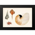 thumbnail image 2 of Vision Studio 18x13 Black Modern Framed Museum Art Print Titled - Antique Shell Anthology I, 2 of 5