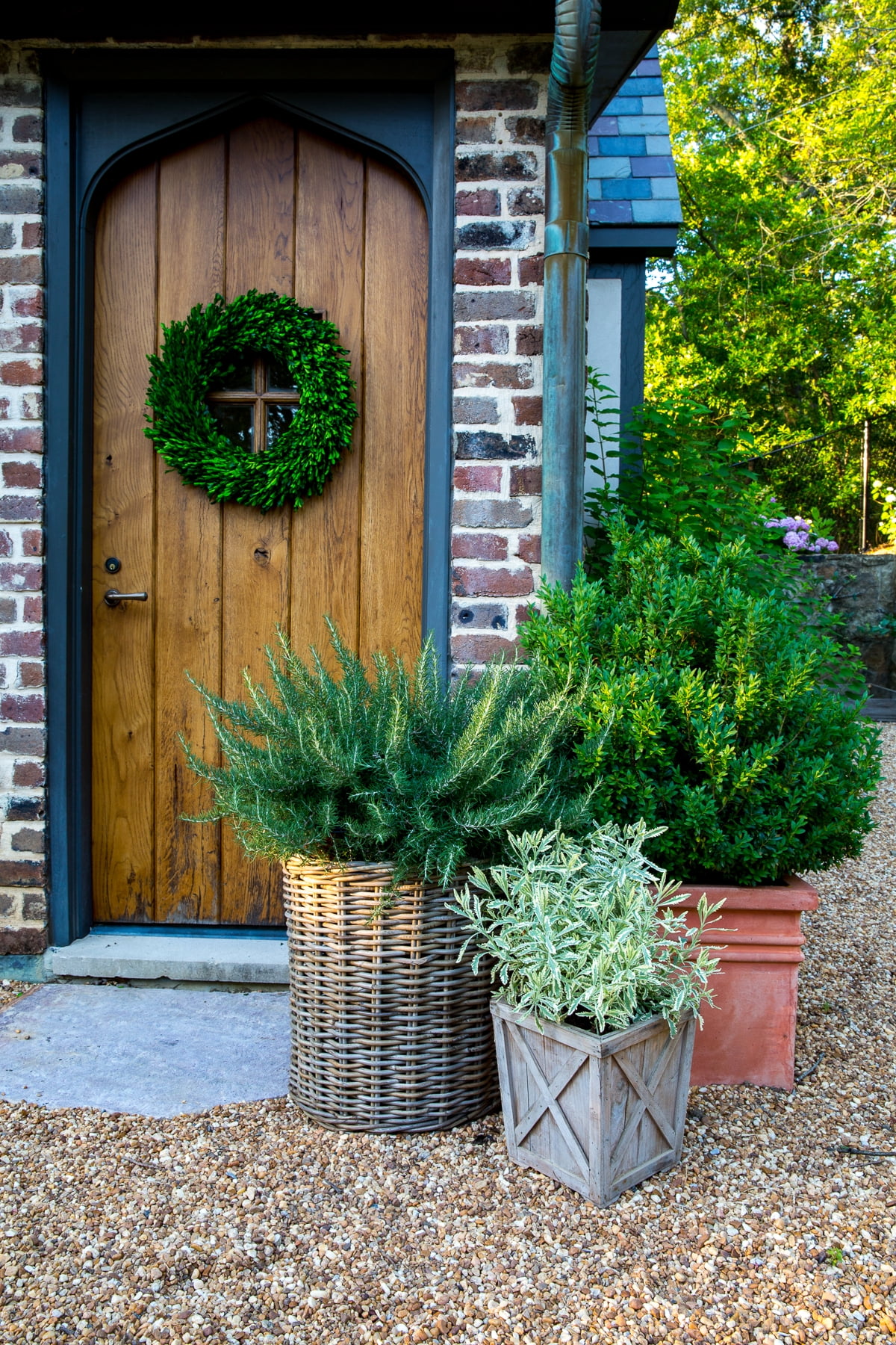 Southern Living Chef's Choice Rosemary Live Shrub in 2.5-Quart Grower Pot