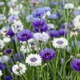 thumbnail image 2 of Cornflower Centaurea Cyanus Fantastic Mix AKA Bachelor's Button Flower Seeds - 500 Seeds, 2 of 5