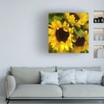 thumbnail image 2 of Trademark Fine Art Amy Vangsgard Sunflowers Canvas Wall Art - 18x18, 2 of 5