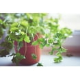 thumbnail image 3 of Elevate Your Cilantro Garden with Gardenera Labs's Organic Potting Mix - Tailored for Robust Cilantro Plants and Bold Leaves - 2 Quart, 3 of 4
