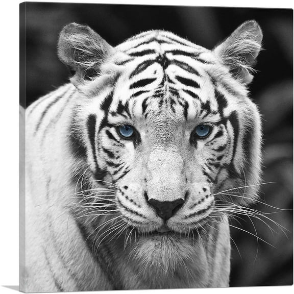 ARTCANVAS White Tiger Blue Eyes Staring Square Canvas Art Print - Size: 18" x 18" (0.75" Deep)