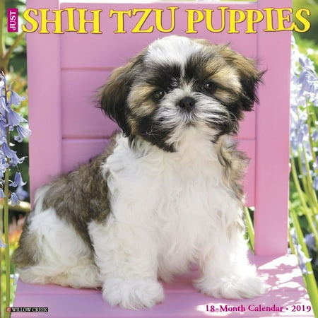 Puppies Wall Calendar - 2019 Just Shih Tzu Puppies Wall Calendar, by Willow Creek Press